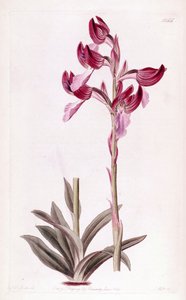 Ilustración de Anacamptis papilionacea